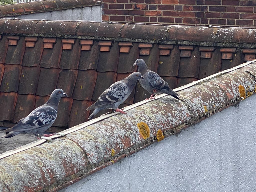 IMG_4573 - Spotless gutters